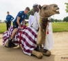 ? Les Brugeois à dos de chameau durant leur stage à Doha