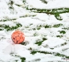 Alerte neige ! Un club de Pro League fait appel... aux supporters pour déneiger le terrain d'entraînement